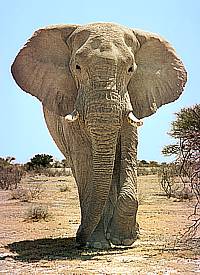 Ein Elefantenbulle - der wahre König der Savanne