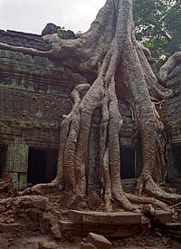Des arbres géants du jungle envahissent «Ta Prohm»