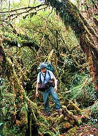 La mousse et les lichens envahissent la forêt tropicale