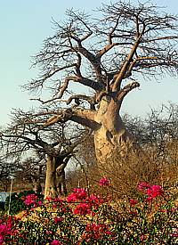 Affenbrotbäume am Ngoma-Grenzübergang