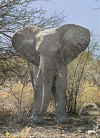 Junger Elefantenbulle in der Etoscha-Pfanne