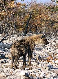 Hyäne in der Etoscha-Pfanne