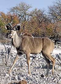 Kudu in der Etoscha-Pfanne