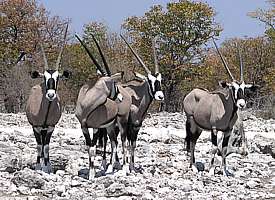 Oryx-Antilopen in der Etoscha-Pfanne