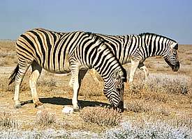 Zebras in der Etoscha-Pfanne