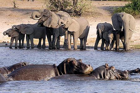 Auf dem Chobe River / Grenze zwischen Botswana & Namibia (2002)