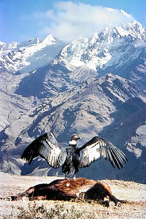 Kreuz des Condors / Peru (1996)