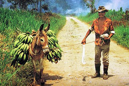 Bananenernte bei Machala / Ecuador (1996)