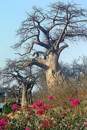 Affenbrotbäume bei Ngoma / Grenze zwischen Namibia & Botswana (2002)