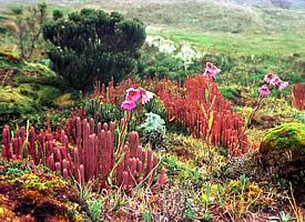 Faszinierende Pflanzenwelt in fast 4000 m ü.NN