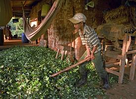 La récolte précieuse: les feuilles coca