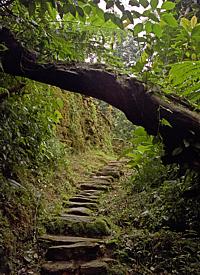 Au coeur de la jungle: l'escalier qui conduit à Teyuna