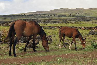 Verwilderte Pferde auf Rapa Nui