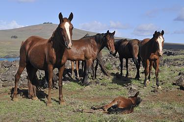 Horses in front of Maunga Puakatiki