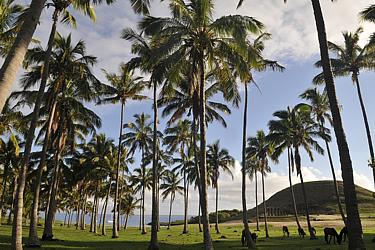 The palm grove of Anakena