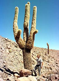 Des cactus - candélabres géants à la pente est des Andes