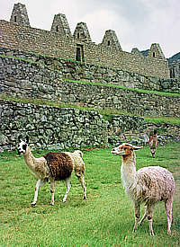 Lamas auf dem zentralen Platz der Inka-Stadt